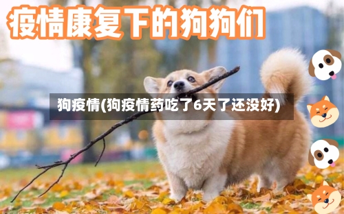 狗疫情(狗疫情药吃了6天了还没好)