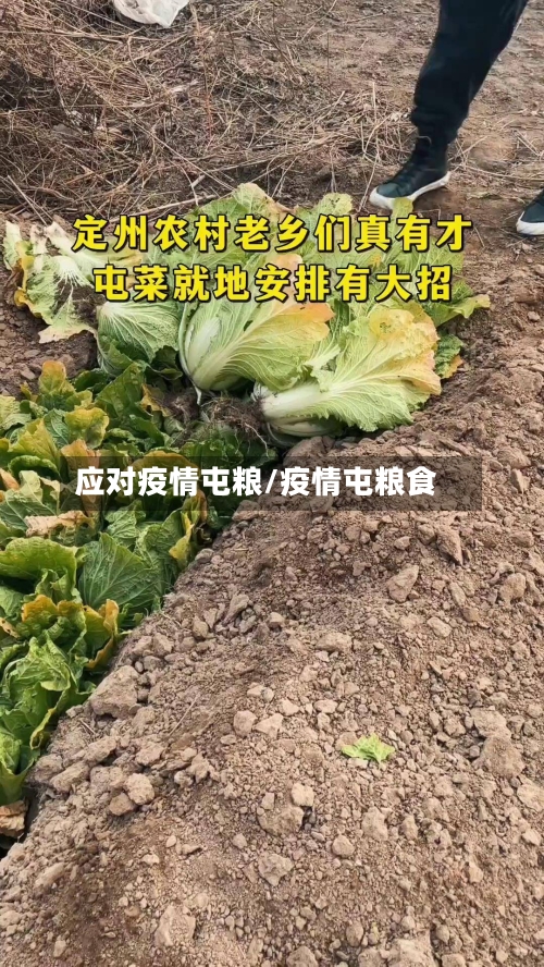 应对疫情屯粮/疫情屯粮食