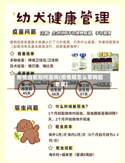 疫情当前如何遛狗(疫情期怎么带狗回老家)