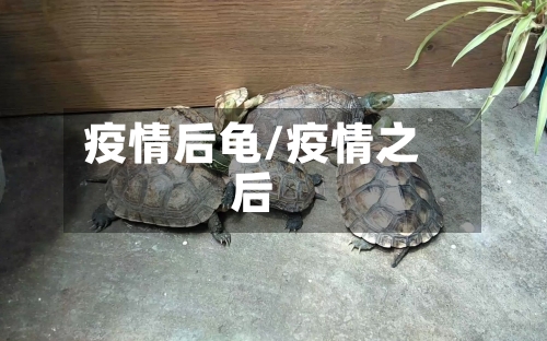 疫情后龟/疫情之后
