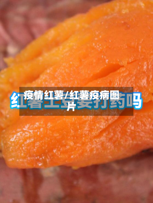 疫情红薯/红薯疫病图片