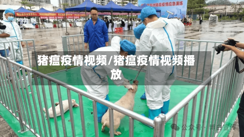 猪瘟疫情视频/猪瘟疫情视频播放
