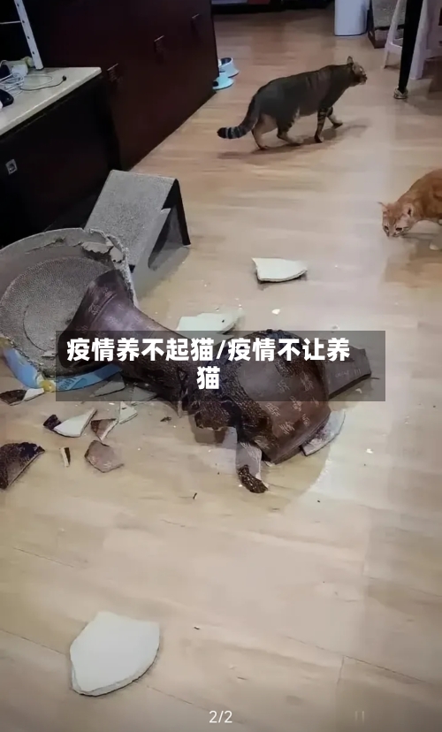 疫情养不起猫/疫情不让养猫