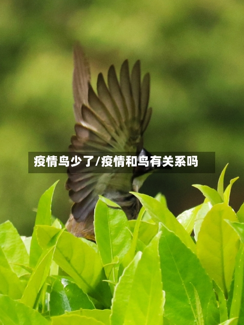 疫情鸟少了/疫情和鸟有关系吗