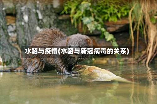水貂与疫情(水貂与新冠病毒的关系)