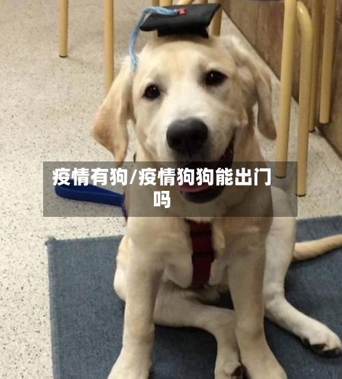 疫情有狗/疫情狗狗能出门吗
