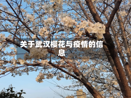 关于武汉樱花与疫情的信息