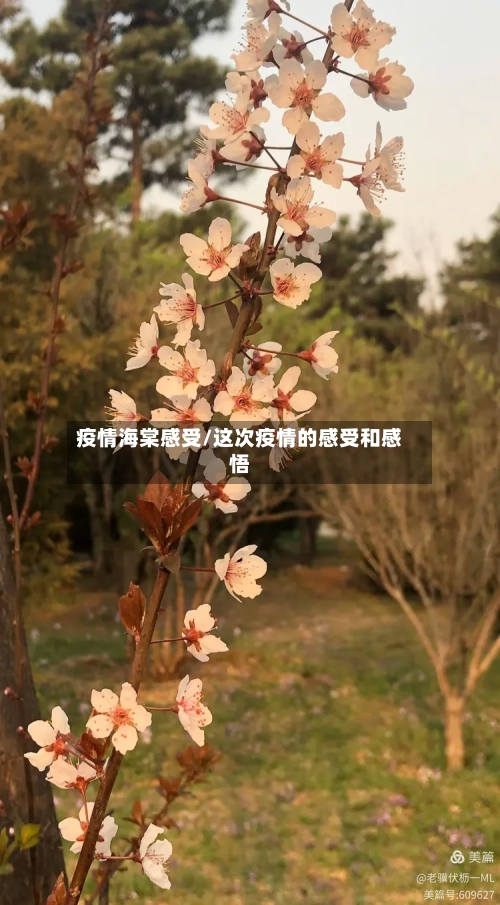 疫情海棠感受/这次疫情的感受和感悟