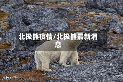 北极熊疫情/北极熊最新消息