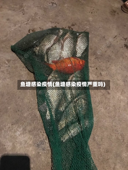 鱼塘感染疫情(鱼塘感染疫情严重吗)
