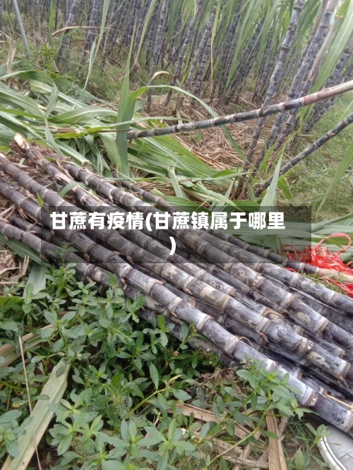 甘蔗有疫情(甘蔗镇属于哪里)