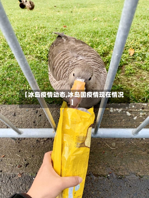 【冰岛疫情动态,冰岛国疫情现在情况】
