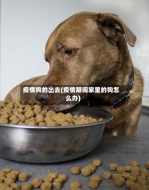 疫情狗的出去(疫情期间家里的狗怎么办)