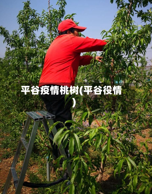 平谷疫情桃树(平谷役情)