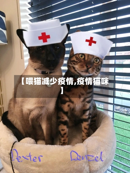 【喂猫减少疫情,疫情猫咪】