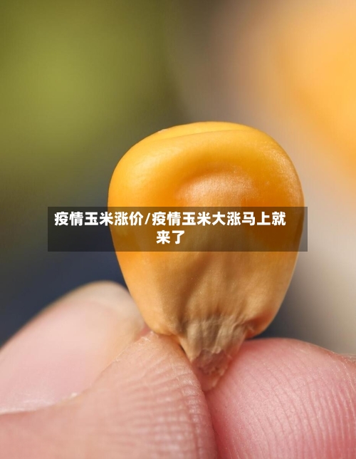 疫情玉米涨价/疫情玉米大涨马上就来了
