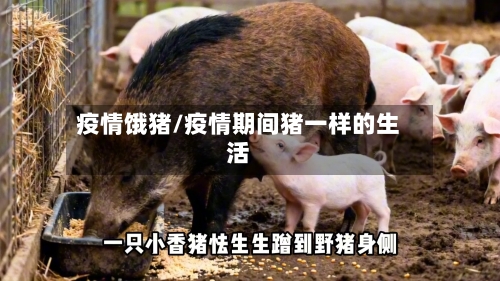 疫情饿猪/疫情期间猪一样的生活