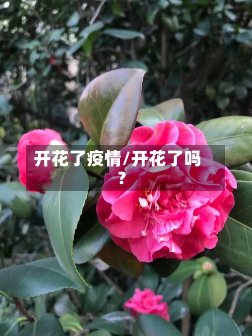 开花了疫情/开花了吗?