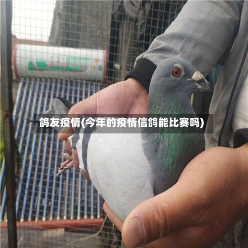 鸽友疫情(今年的疫情信鸽能比赛吗)