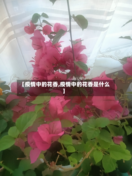 【疫情中的花香,疫情中的花香是什么】