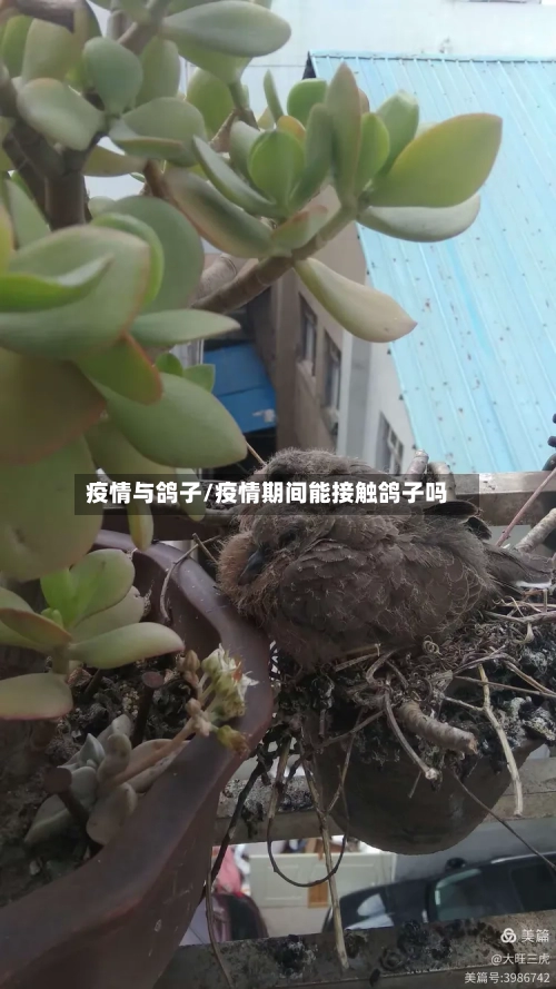 疫情与鸽子/疫情期间能接触鸽子吗
