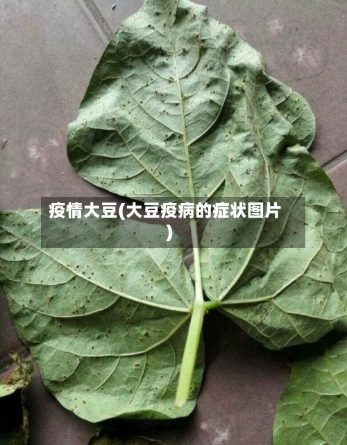 疫情大豆(大豆疫病的症状图片)