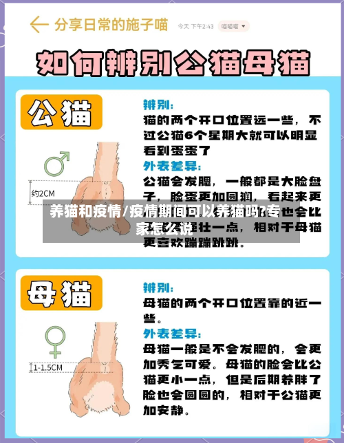养猫和疫情/疫情期间可以养猫吗?专家怎么说