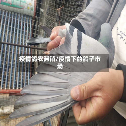 疫情鸽农滞销/疫情下的鸽子市场