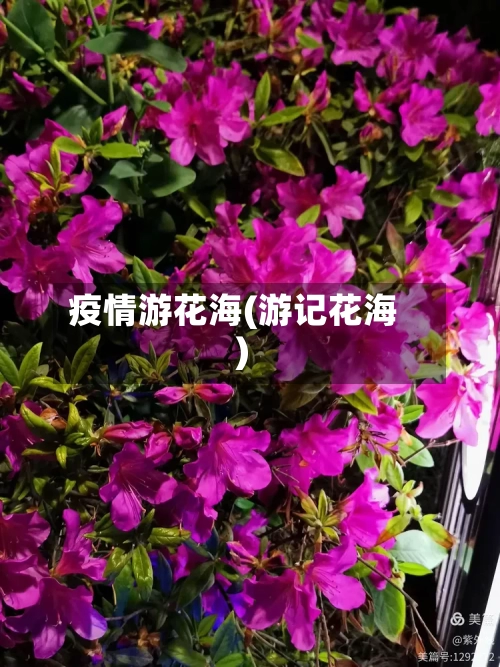 疫情游花海(游记花海)