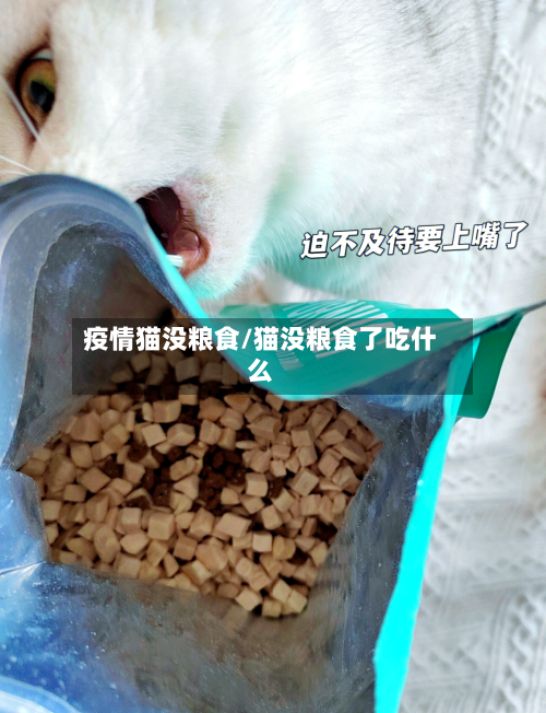 疫情猫没粮食/猫没粮食了吃什么