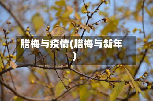 腊梅与疫情(腊梅与新年)