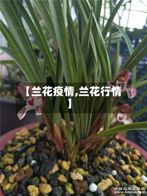 【兰花疫情,兰花行情】