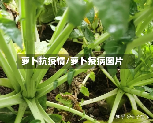 萝卜抗疫情/萝卜疫病图片