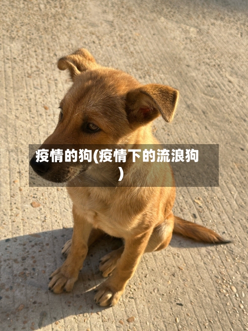 疫情的狗(疫情下的流浪狗)