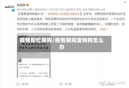 疫情帮忙喂狗/疫情期间宠物狗怎么办