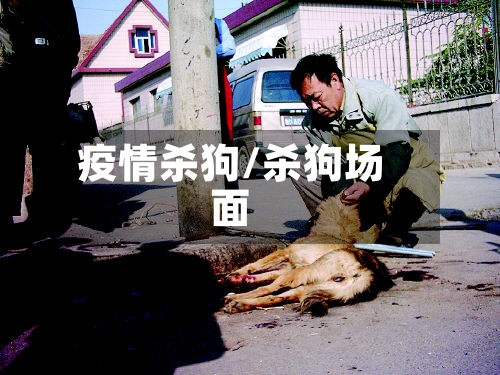 疫情杀狗/杀狗场面
