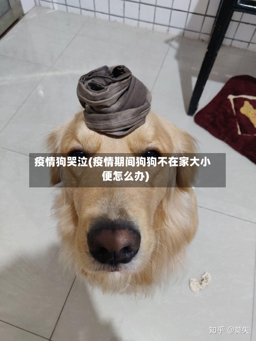 疫情狗哭泣(疫情期间狗狗不在家大小便怎么办)