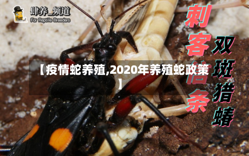 【疫情蛇养殖,2020年养殖蛇政策】