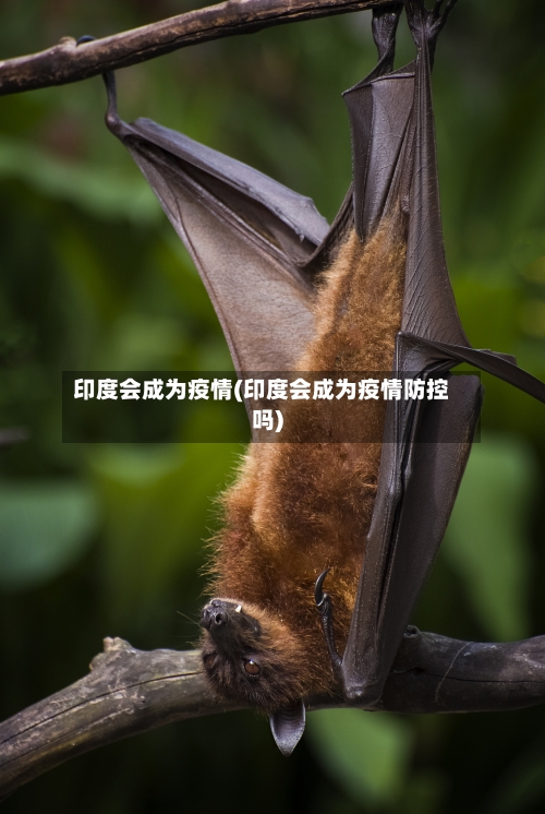 印度会成为疫情(印度会成为疫情防控吗)