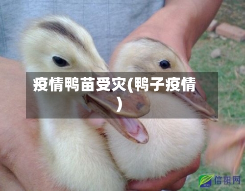疫情鸭苗受灾(鸭子疫情)