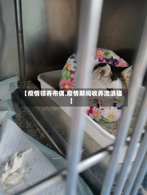 【疫情领养布偶,疫情期间收养流浪猫】