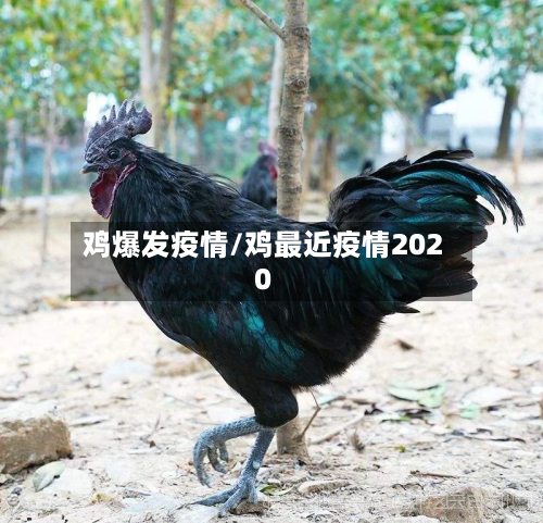 鸡爆发疫情/鸡最近疫情2020