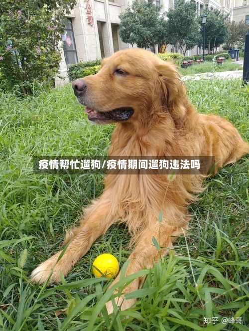 疫情帮忙遛狗/疫情期间遛狗违法吗