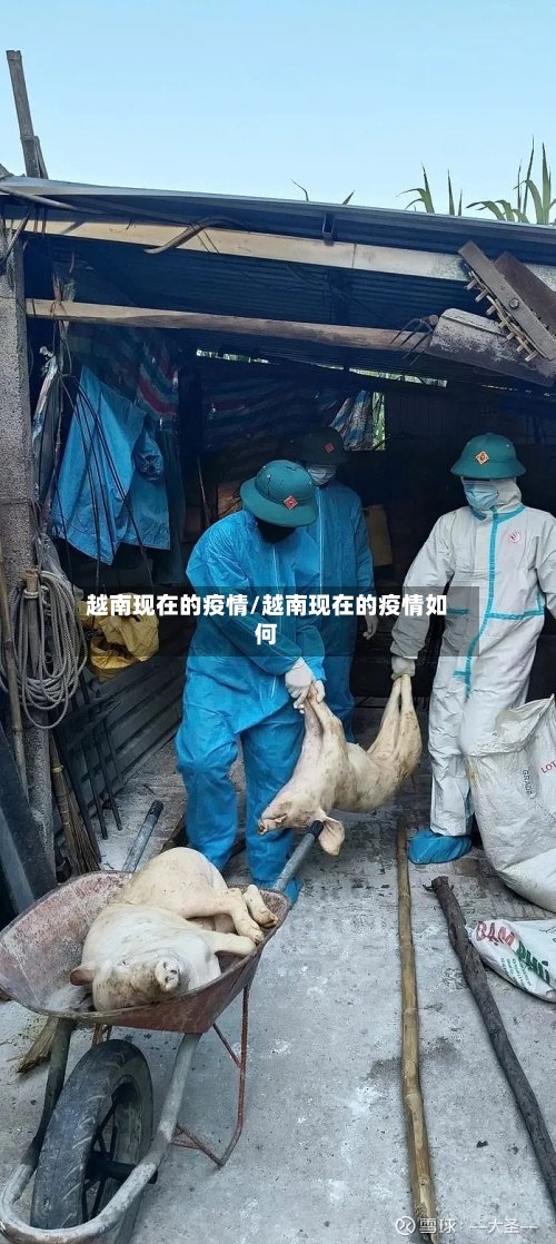 越南现在的疫情/越南现在的疫情如何