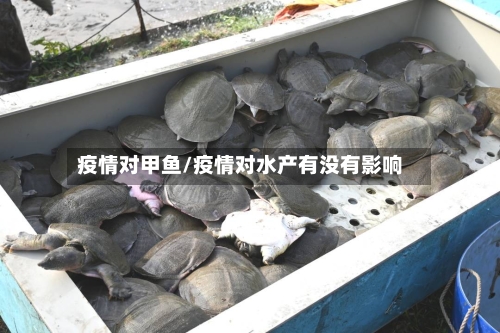 疫情对甲鱼/疫情对水产有没有影响