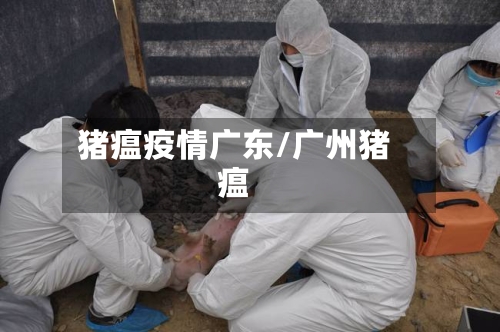 猪瘟疫情广东/广州猪瘟