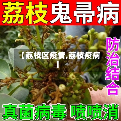 【荔枝区疫情,荔枝疫病】