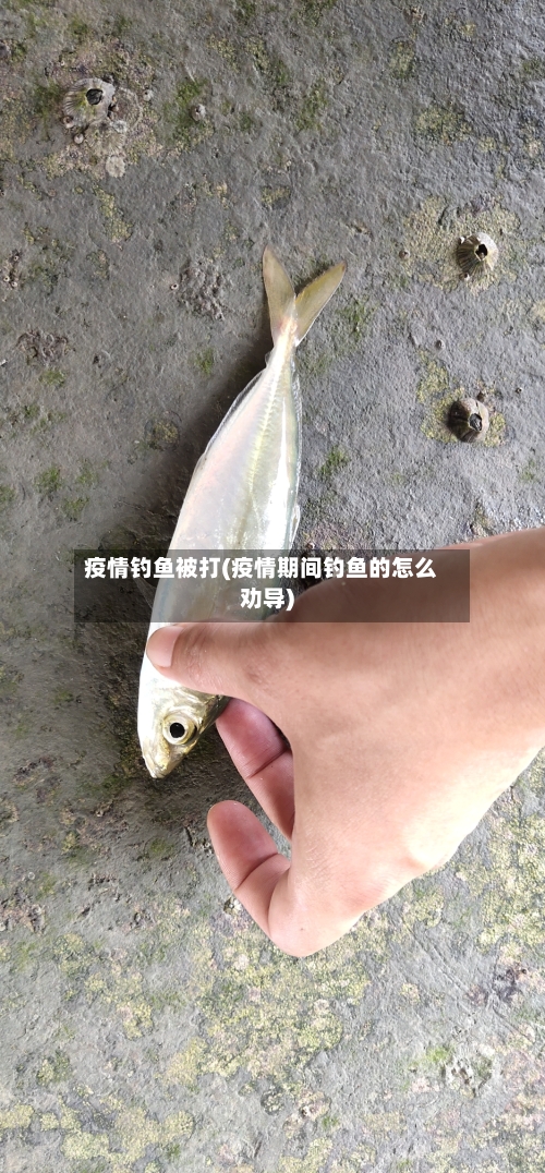 疫情钓鱼被打(疫情期间钓鱼的怎么劝导)