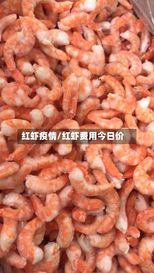 红虾疫情/红虾费用今日价