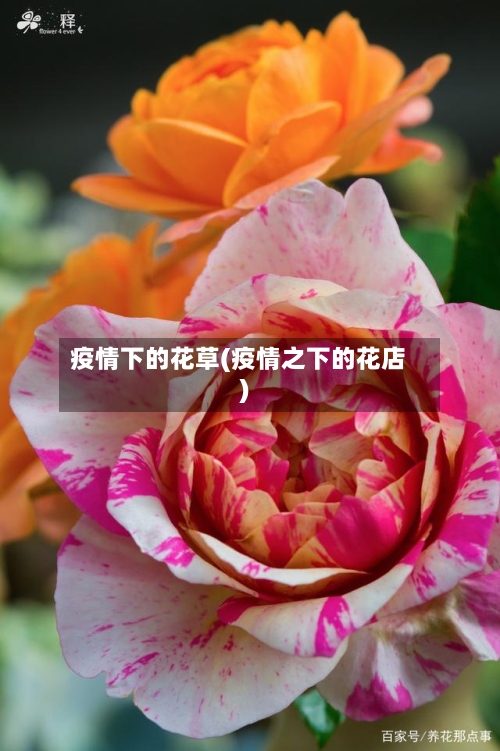 疫情下的花草(疫情之下的花店)